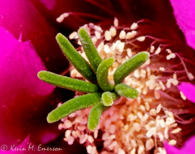 Fendler Hedgehog Cactus Bloom