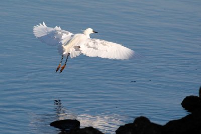 Egret, Del Mar