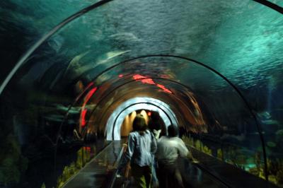 shark tunnel.