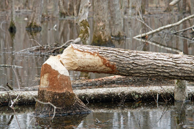 Beaver Log 1.jpg