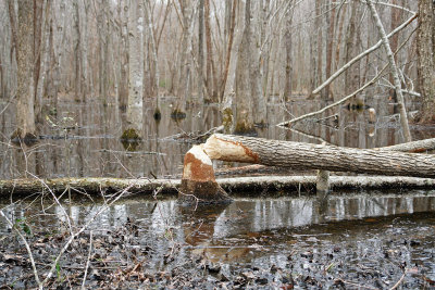 Beaver Log 2.jpg