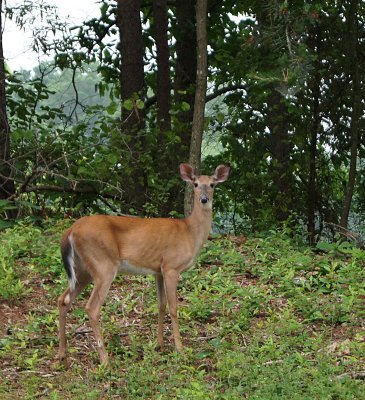Deer 1.jpg