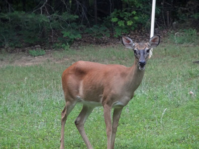 Backyard Deer June 10 2011