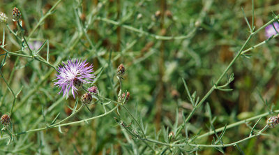 DSC00939.jpg