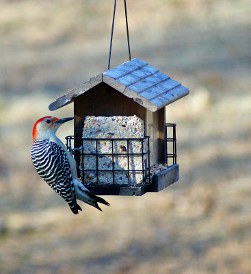 Woodpecker Jan 25 2012