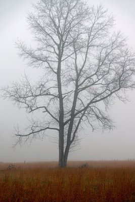 Fog 3 March 21 2012.jpg