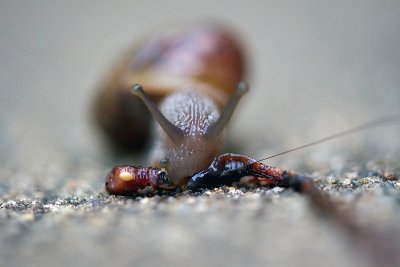 Snail 2