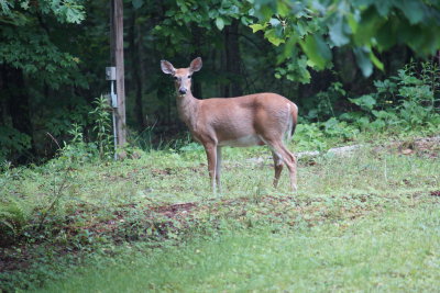 Backyard May 2012.JPG