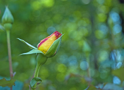 Single Rose.jpg