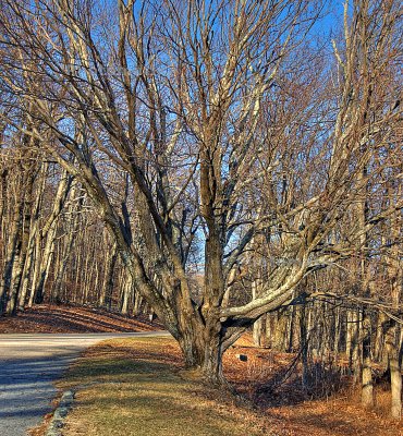 Just a tree near Route 33.jpg