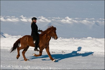 Cheval islandais au tlt