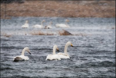 Cygnes prs de Hofn