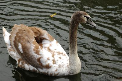 Jeune cygne