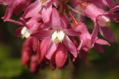 Groseiller  fleurs