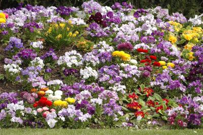 Massif floral de printemps