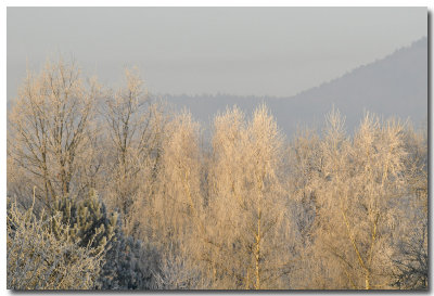 Arbres givrs dans la lumire du matin