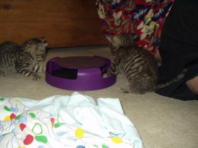 actually playing with their mouse-go-round