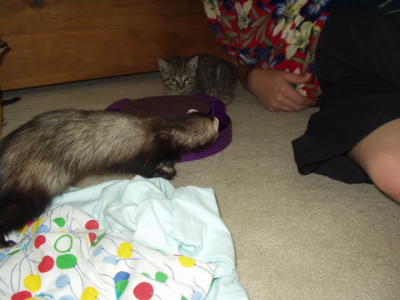 Bungee and kittens