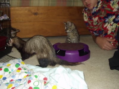 Bungee and kittens