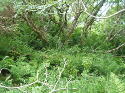 Connemara National Park