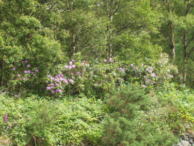Leenane-area flora.  Rhododendren were flowering EVERYWHERE in Ireland