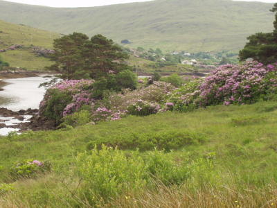 Co. Galway, north of Connemara