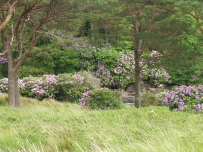 Co. Galway, north of Connemara.  Rhodos in bloom everywhere!