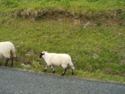 Co. Galway, north of Connemara.  Local fauna.
