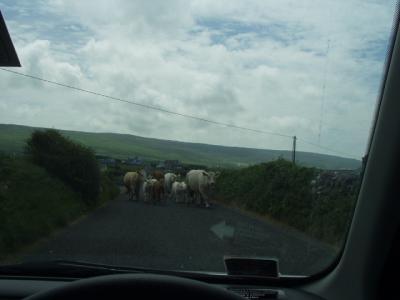 Cattle crossing the road bring us to a brief halt