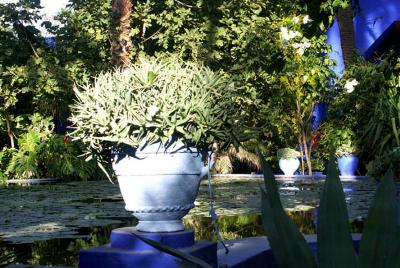 OMBRE ET LUMIERE - JARDIN MAJORELLE.jpg