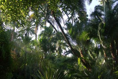 PALMIERS AU JARDIN MAJORELLE.jpg