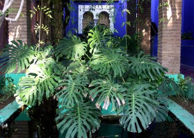 LE BASSIN - LE JARDIN MAJORELLE.jpg