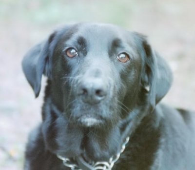 Otto.jpg