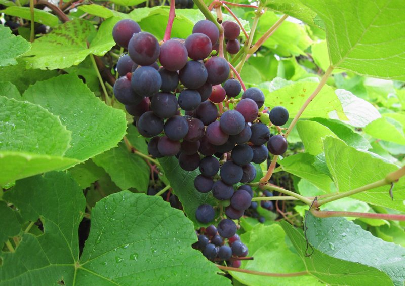 Vindruvor