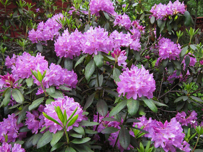 Rhododendron