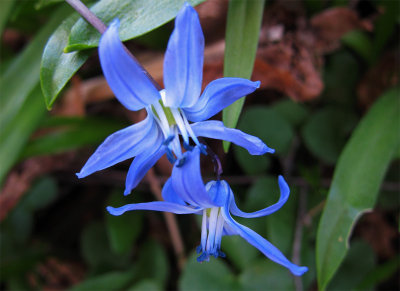 Scilla