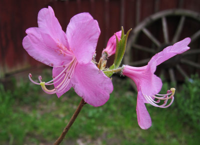 Kejsarazalea