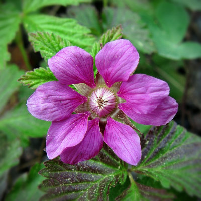  Allkerbr (blomma)