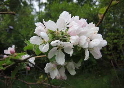  ppelblom