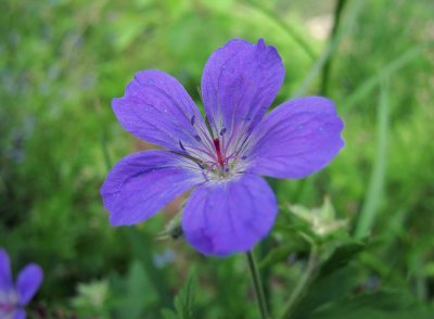 Midsommarblomster