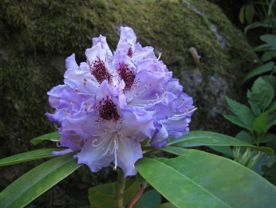 Rhododendron