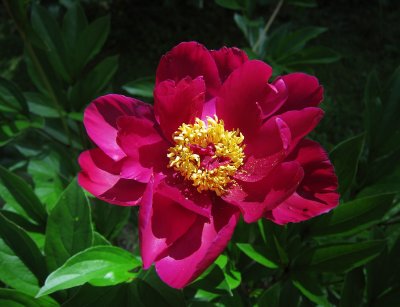  Pion