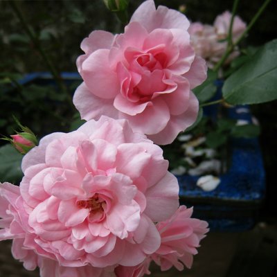 Floribundaros
