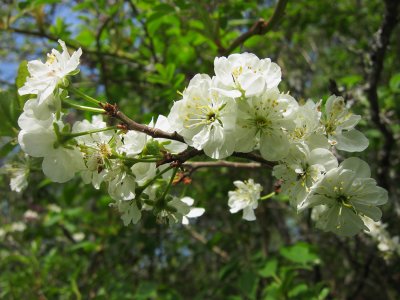 Plommonblom