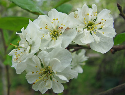  Plommonblom