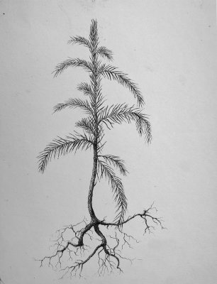 Teckning; Picea abis