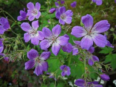 Midsommarblomster