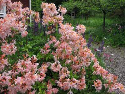 Azalea