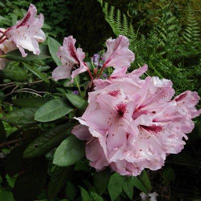 Rhododendron