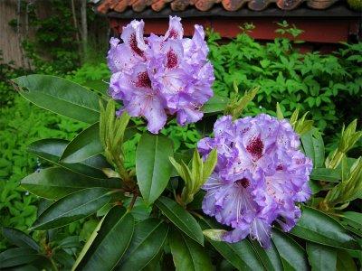 Rhododendron